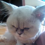 <b>고양</b>이 정말 잘 키워주실분ㅠㅠ