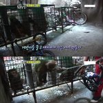 ★☆★★☆★한번만 읽어주세요 많은 동물들이 고통받고 있어요 - 동물쇼의...