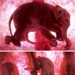 5.땡감의 신기한(자궁안의동물)(펌)(혐20%)