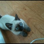 ♥우리 망나니 고양이 김쵸코님을 소개드립니다(사진有느님)♥