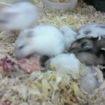 ★대형마트에 파는 햄스터가 관리부족으로 서로잡아먹어요!!((혐오주의)사진...