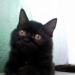 1/4 페르시안 피섞인 레오가 아파요 ㅠ^ㅠ