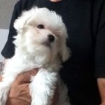★☆★☆★☆(개판) 한 미모하는 우리집막둥이♥