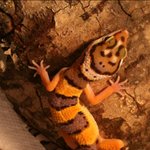 [게코판] 울별이(레오파드 <b>게코</b> 도마뱀) 사진있음:)