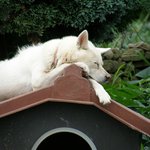 [개판]<b>지붕</b>위에올라가는개 <b>이런</b>개만나봤어? 사진有