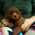 ★☆우리집 막내 엉뚱이를 소개합니다(엉.뚱.소)★☆