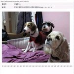 ★☆★사진有)나엄마가귀여운애들<b>입양</b>시켜줫써★☆★