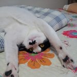 ♥♥♥♥♥♥고양이(스압주의)♥♥♥♥♥♥