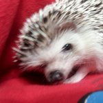 (고슴도치판!) 까칠하지만 매력있는펫을 소개합니다 :)