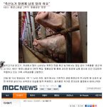 fta와 축산업에 관해서 냉정하지만 쓴소리 하나 올림,
