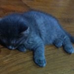 봐도 봐도 이쁜 우리 고양이