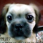 ★★(★사진有) 떠돌이 개였던 우리집 <b>망치</b>를 소개합니당