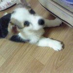 +옵션●●●●●저희집에는  돼지공룡개년 이 있습니다..