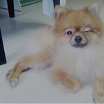 ★☆우리집 귀요미 강아지 <b>토리</b>를 소개합니다☆★
