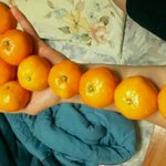 사진 有,多★★판의 새로운 열풍 귤까기 배틀★★