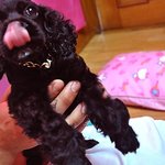 (개판) 저희집 개님 사진大방출,개안좋아하던 사람도 매혹시킴ㅎ_ㅎㅋ