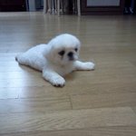 ★★★ (봐주세요 제발ㅠ)개판 우리푸덕이★★★