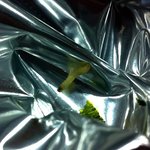 ★삼*자김에서 나온 애벌레, 바다유충이라 <b>무해</b>하다? ★