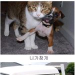 개... <b>씨리</b>즈