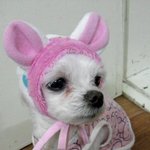 나에대한 애정이 식은 삼순이를 소개합니다-