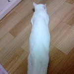쥔님~ 나준비됐어요!!ㅋㅋ