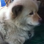 사진有★경주시 사시는분들 꼭봐주세요 / <b>노견</b>을찾아요ㅠ.ㅠ 도와주세요...