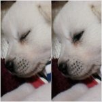 ★★[개판♥+개춤동영상] ★★ 하얀 백구애기!! 우리집 귀요미 개판+_+♥