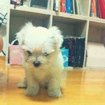 ♥♡♥(사진有) 개판 좋아요 !