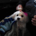 ★ ★ ★ 귀염돋는 우리집 강아지★ ★ ★