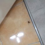 이거 곱등이 인가요
