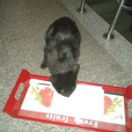 길냥이들 우유준 후기 ★★★