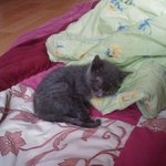 ♥♥♥우리집똥고양이 김<b>라라</b> 인사드려요(스압주의)♥♥♥