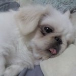 우리집 찡코들 오복이 해피