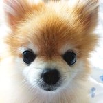 ★boo보다 이쁜 포메라니언! 우리집 강아지 찌르를 소개합니당^0^...