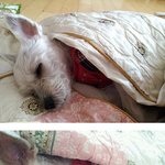 ★★★★★★ 니가 사람이냐?  개판이네  ★★★★★★