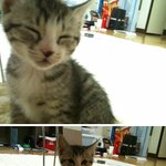 (냥톡)(사진有)★★한청년과 고양이<b>카카</b>의 이야깈ㅋ★★★