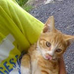사진有)♥♥모델<b>포스</b> 우리고양이♥♥
