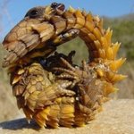 세계의 미스테리한 <b>생물</b>들 모음