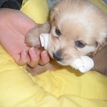 ★★★★★우리집 악동 메랑이를 소개합니다(개판)★★★★★