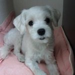 내 이름은 <b>베베</b>  (개판)