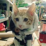 럭셔리한 우리 냥이..ㅋ