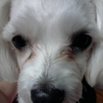 ★★★★★★★우리집은 개ㅋ판★★★★★★★★