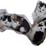 ★★★★★잠자는 우리집의 돼지냥이★★★★★