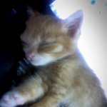 ♡♥내 우치를 소개합니다 + <b>수컷</b>흰둥이♥♡