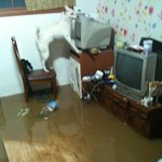 작년 집침수<b>때</b> 진도믹스견 똘이<b>의</b> 피난법