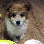 ★강아지를 <b>분양</b>받았는데 곧죽게생겼어요사진有★제발읽어주세요..