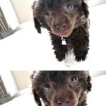 우리집 구<b>여운</b> 초코 푸들을 소개합니당 ㅋ