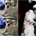 [개판 사진多] 우리집강아지를 소개합니당