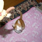 고양이는<b>반사</b>신경 쩐다는데 그럼 우리 나비느.....???