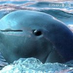 멸종 위기에 처해있는 <b>동물</b>들